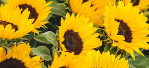 Zonenbloemen tijdens het Sunflower Art Festival op Museumplein, t.g.v 50-jarig jubileum Van Gogh Museum op 2 juni 2023. Foto: David Stegenga / Jelle Draper